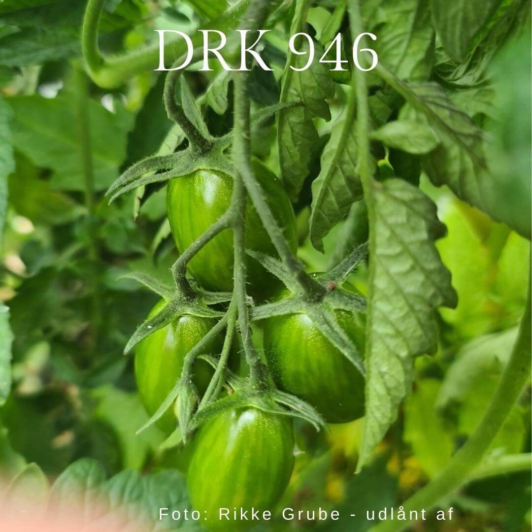 DRK946
